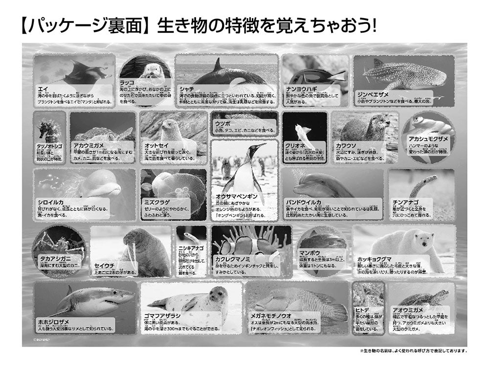 水族館 - Image 4