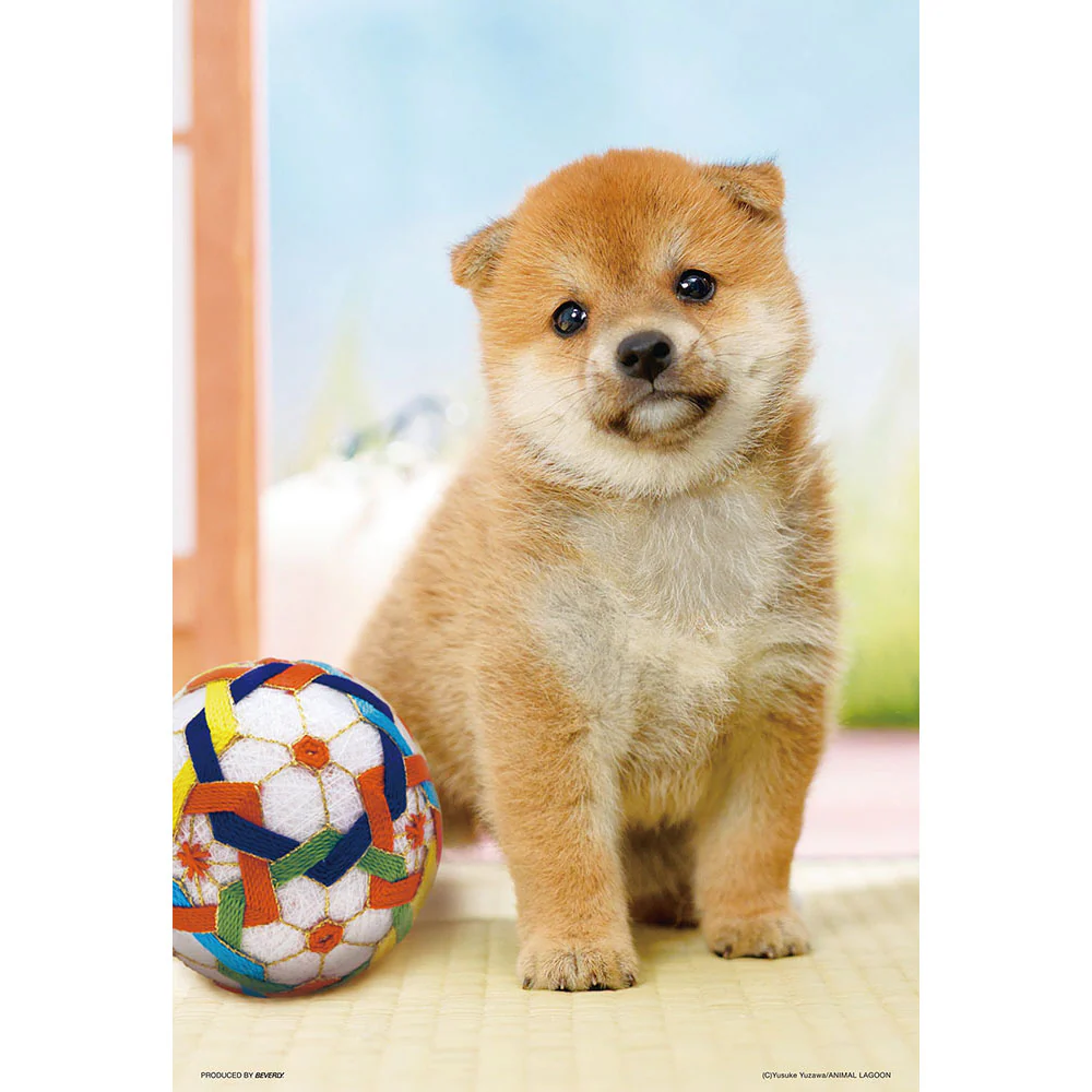 まんまる柴犬
