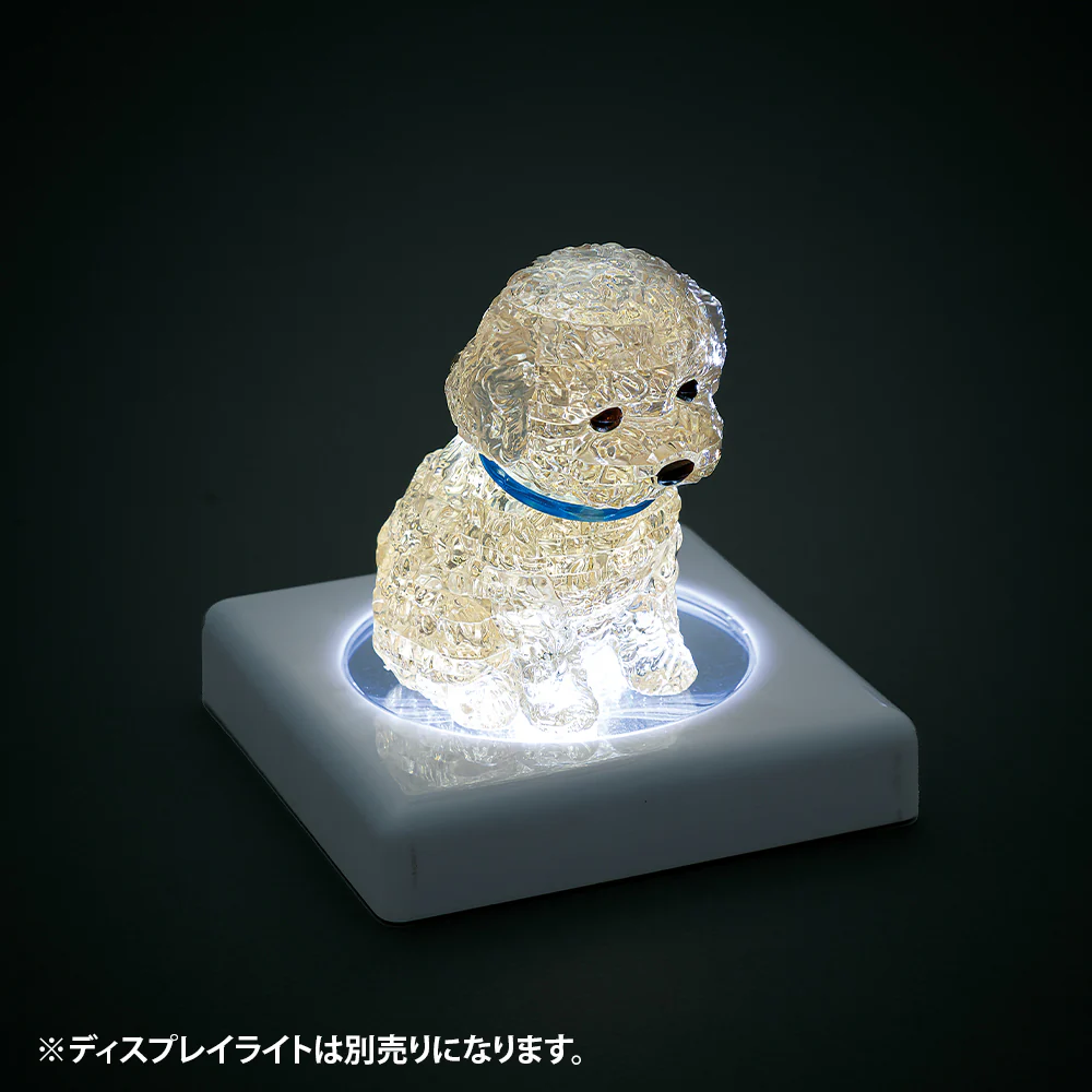 トイプードル・アプリコット - Image 9